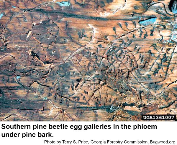 Egg galleries of the southern pine beetle
